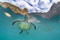 Green Sea Turtle (Chelonia mydas), Punta Vicente Roca, Isabela Island, Galapagos Islands, Ecuador