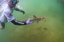 Scalloped Hammerhead Shark (Sphyrna lewini) being released after tagging for research, Santa Cruz Island, Galapagos Islands, Ecuador