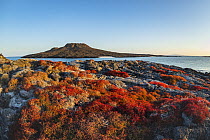 Sea-purslane (Sesuvium edmonstonei) and volcanic island, Santiago Island, Galapagos Islands, Ecuador