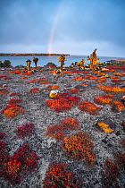 Opuntia (Opuntia echios) cacti surrounded by Sea-purslane (Sesuvium edmonstonei), Plazas Island, Galapagos Islands, Ecuador