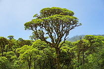 Scalesia (Scalesia sp) forest, Los Gemelos, Santa Cruz Island, Galapagos Islands, Ecuador