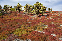 Opuntia (Opuntia echios) cacti surrounded by Sea-purslane (Sesuvium edmonstonei), Plazas Island, Galapagos Islands, Ecuador