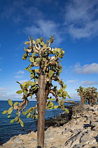 Opuntia (Opuntia echios) cactus, Santa Fe Island, Galapagos Islands, Ecuador