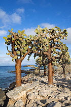 Opuntia (Opuntia echios) cacti, Santa Fe Island, Galapagos Islands, Ecuador