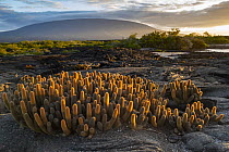 Lava Cactus (Brachycereus nesioticus), Punta Espinosa, Fernandina Island, Galapagos Islands, Ecuador
