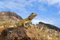 San Cristobal Lava Lizard (Microlophus bivittatus), Punta Pitt, San Cristobal Island, Galapagos Islands, Ecuador