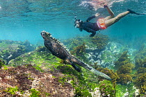 Marine Iguana (Amblyrhynchus cristatus) and tourist, Punta Espinosa, Fernandina Island, Galapagos Islands, Ecuador