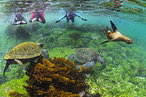 Galapagos Sea Lion (Zalophus wollebaeki) and Green Sea Turtles (Chelonia mydas) with tourists, Punta Espinosa, Fernandina Island, Galapagos Islands, Ecuador