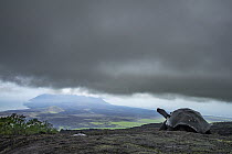 Volcan Wolf Tortoise (Chelonoidis becki) with overcast skies, Wolf Volcano, Isabela Island, Galapagos Islands, Ecuador