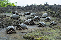 Volcan Wolf Tortoise (Chelonoidis becki) group, Wolf Volcano, Isabela Island, Galapagos Islands, Ecuador