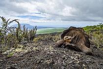 Volcan Wolf Tortoise (Chelonoidis becki), Wolf Volcano, Isabela Island, Galapagos Islands, Ecuador