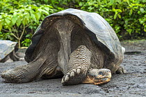 Volcan Wolf Tortoise (Chelonoidis becki) with head under foot, Wolf Volcano, Isabela Island, Galapagos Islands, Ecuador