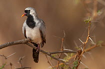 Masked Dove (Oena capensis), Bandia Reserve, Senegal