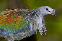 Nicobar Pigeon (Caloenas nicobarica), native to Asia