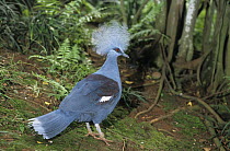 Western Crowned-Pigeon (Goura cristata), native to Asia