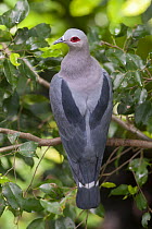 Pinon Imperial-Pigeon (Ducula pinon), native to Papua New Guinea