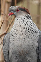 Topknot Pigeon (Lopholaimus antarcticus), native to Australia