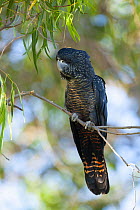 Red-tailed Black-Cockatoo (Calyptorhynchus banksii), Perth, Western Australia, Australia