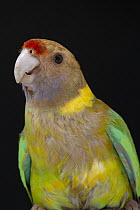 Twenty-eight Parrot (Barnardius zonarius semitorquatus), native to Australia