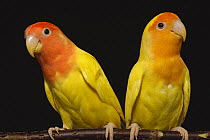 Peach-faced Lovebird (Agapornis roseicollis) pair, native to Africa