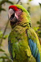 Military Macaw (Ara militaris) calling, native to Central and South America