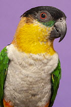 Black-headed Parrot (Pionites melanocephala), native to South America