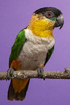 Black-headed Parrot (Pionites melanocephala), native to South America