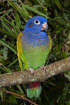 Blue-headed Parrot (Pionus menstruus), native to South America