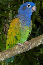 Blue-headed Parrot (Pionus menstruus), native to South America