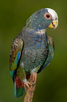 White-crowned Parrot (Pionus senilis), native to Central America