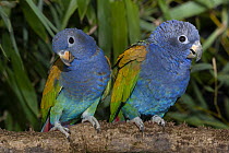 Blue-headed Parrot (Pionus menstruus) pair, native to South America