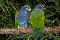 Blue-headed Parrot (Pionus menstruus) pair, native to South America