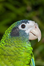 Hispaniolan Parrot (Amazona ventralis), native to the Caribbean