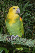 Yellow-headed Parrot (Amazona oratrix), native to Central America