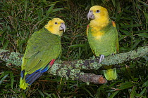 Yellow-headed Parrot (Amazona oratrix) pair, native to Central America