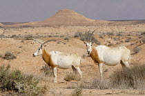 Scimitar-horned Oryx (Oryx dammah) pair, Tunisia