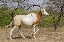 Scimitar-horned Oryx (Oryx dammah), Guembeul Natural Reserve, Senegal