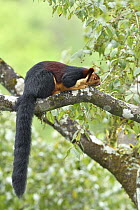 Indian Giant Squirrel (Ratufa indica), native to India