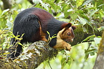 Indian Giant Squirrel (Ratufa indica) feeding, native to India