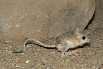 Lesser Egyptian Jerboa (Jaculus jaculus), native to Africa