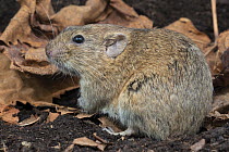 Gnther's Vole (Microtus guentheri), native to Middle East and Europe