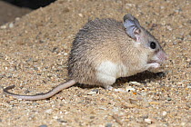Asia Minor Spiny Mouse (Acomys cilicicus) feeding, native to Turkey