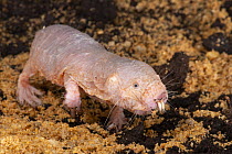 Naked Mole Rat (Heterocephalus glaber), native to Africa