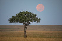 Acacia (Acacia sp) tree and full moon, Masai Mara, Kenya