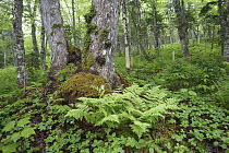 Sugar Maple (Acer saccharum) forest, Cape Breton Island, Nova Scotia, Canada