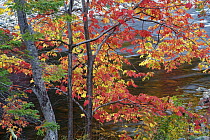 Red Maple (Acer rubrum) tree in autumn, Cape Breton Island, Nova Scotia, Canada