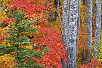 Red Maple (Acer rubrum) trees in autumn, Cape Breton Island, Nova Scotia, Canada