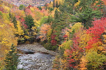 Boreal forest in autumn along creek, Cape Breton Island, Nova Scotia, Canada