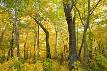 Red Maple (Acer rubrum) trees in autumn, Cape Breton Highlands National Park, Cape Breton Island, Nova Scotia, Canada