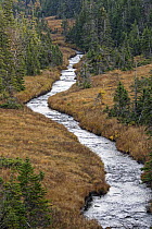 Creek in taiga, Cape Breton Highlands National Park, Cape Breton Island, Nova Scotia, Canada